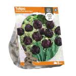 Baltus Tulipa Double Late Black Hero tulpen bloembollen per 5 stuks